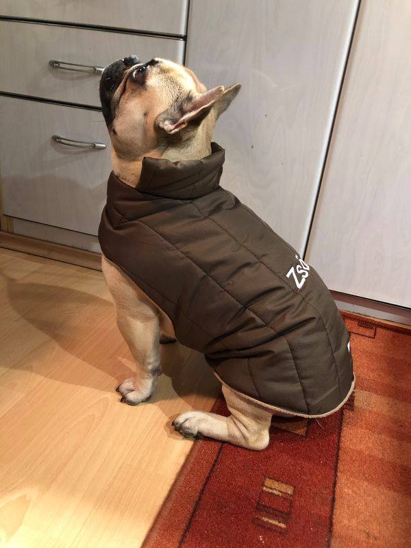 bulldog kabát